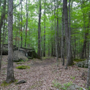 Skier Plans New Venue For Harmony Presents